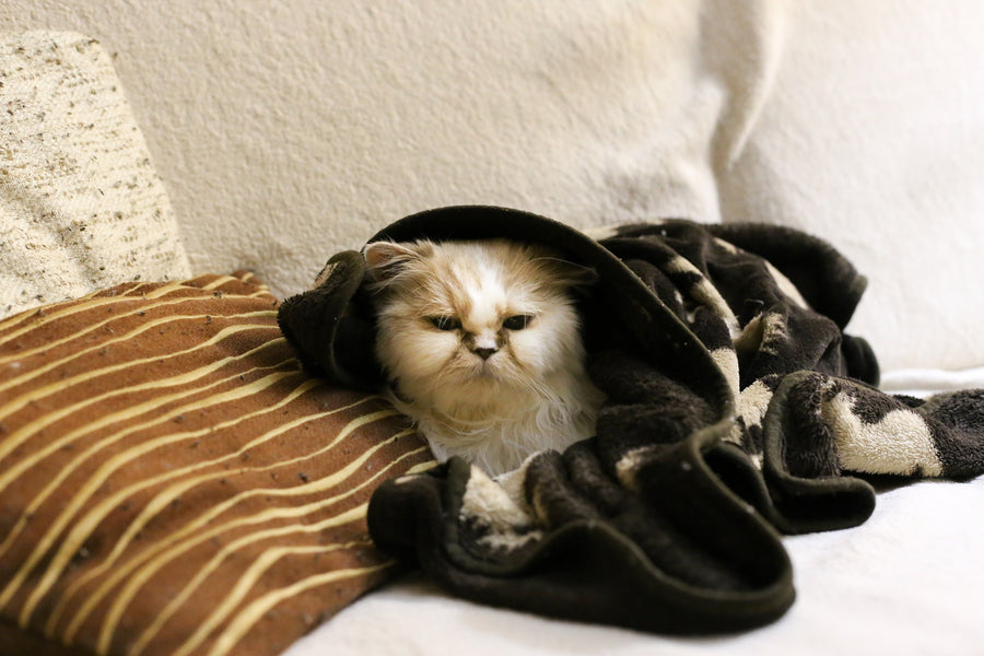 Can Cats Catch Colds?