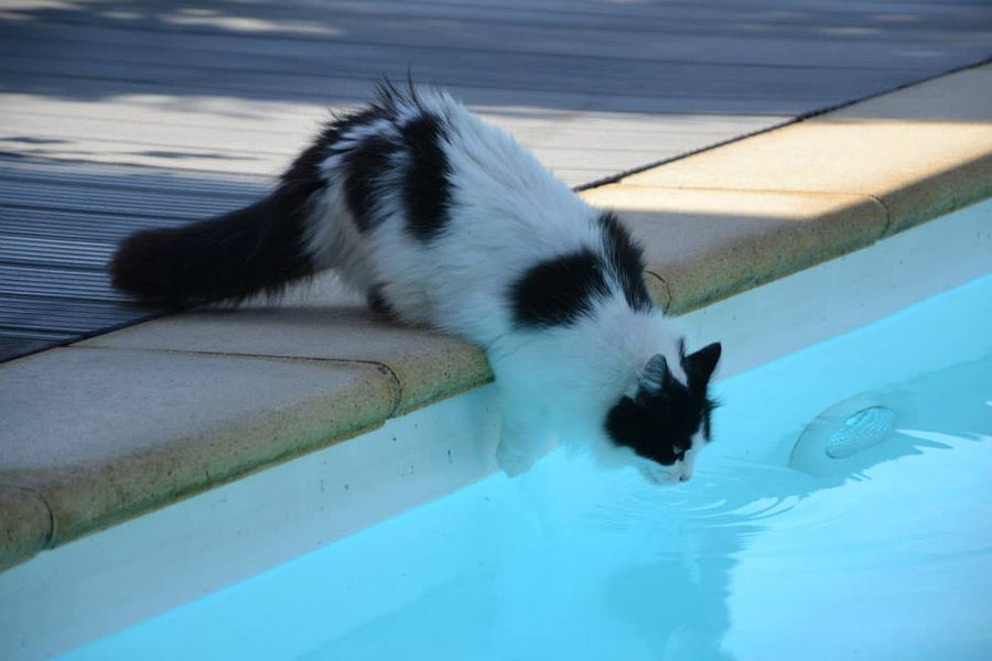 Why Do Cats Hate Water? Do They Actually?