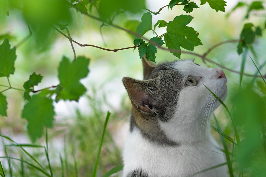 Cats and Catnip: Exploring Catnip and Catnip Alternatives