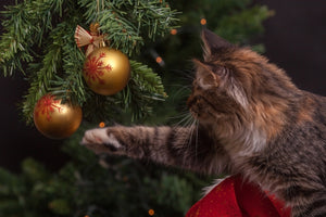 Christmas with a Cat Things to Know Petozy