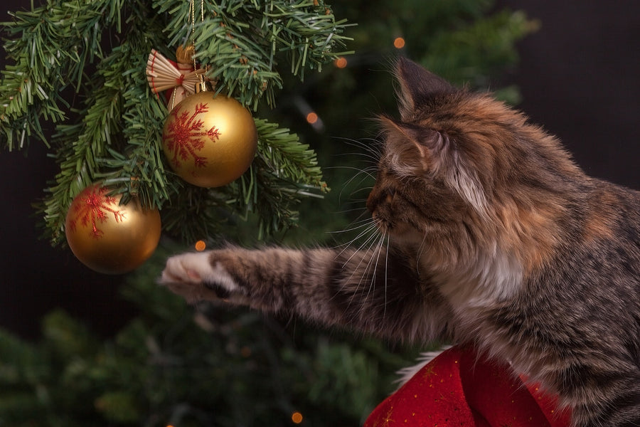 Christmas with a Cat: What You Need to Know