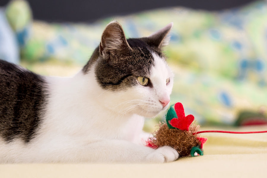 DIY Cat Toys: 7 Variations for Maximum Fun!