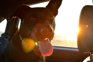Do Dogs Need To Wear A Seatbelt?