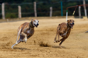 Do Retired Racing Greyhounds Make Good Pets?