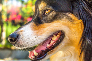 Dog Teeth: Understanding Your Dog's Teeth