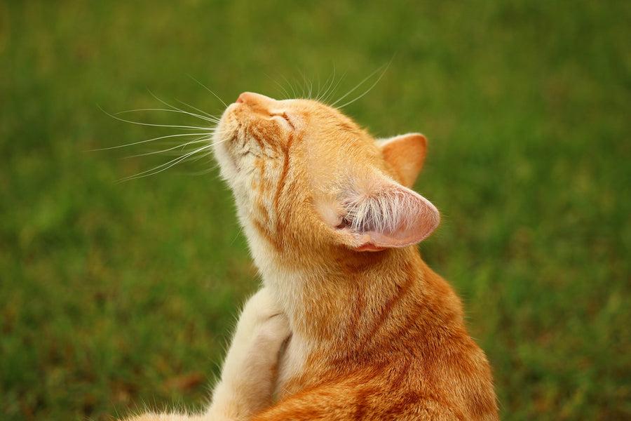 How To Get Rid of Fleas On Cats