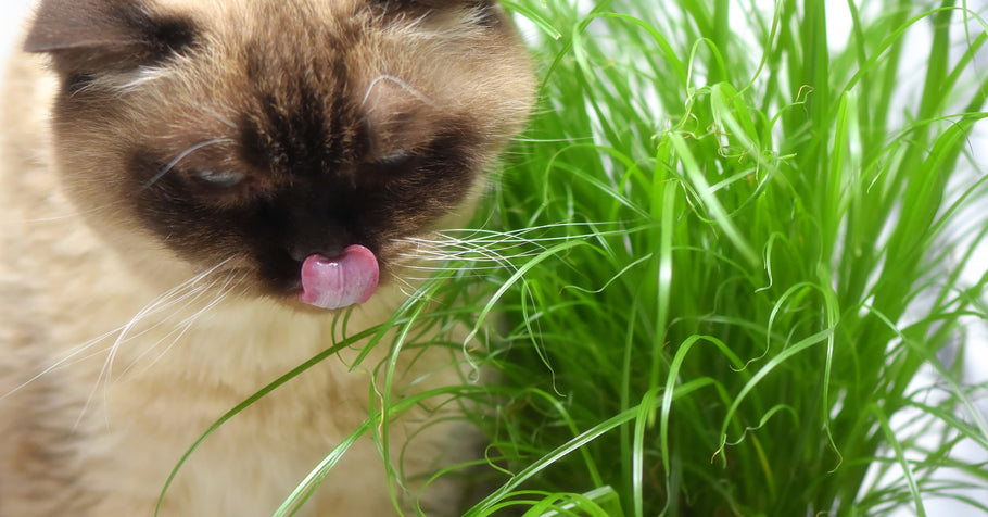 Harmful Foods Cats Should Not Eat: A List to Watch For