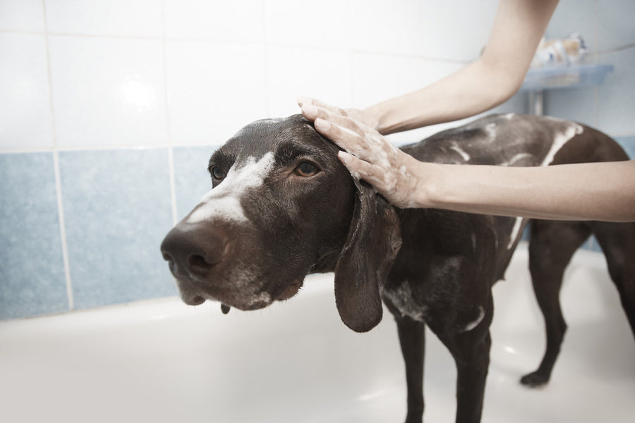 Grooming Care For Dogs: Frequency, Benefits, And Providing Care