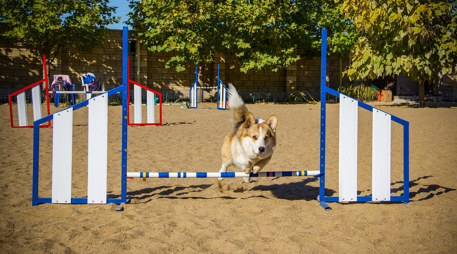 How Are Dogs Trained?