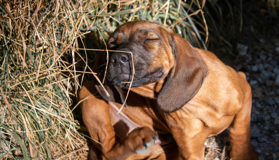 Ear Mites In Dogs: What, How, Symptoms, Treatment, And Prevention