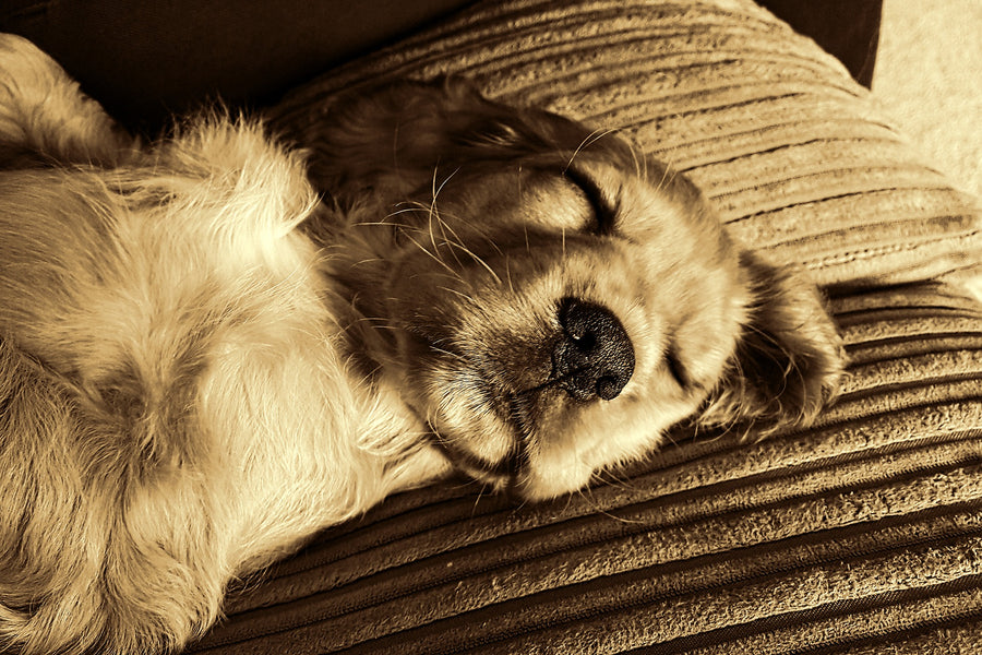 Dog Sleeping Habits: How Much Do Dogs Sleep?