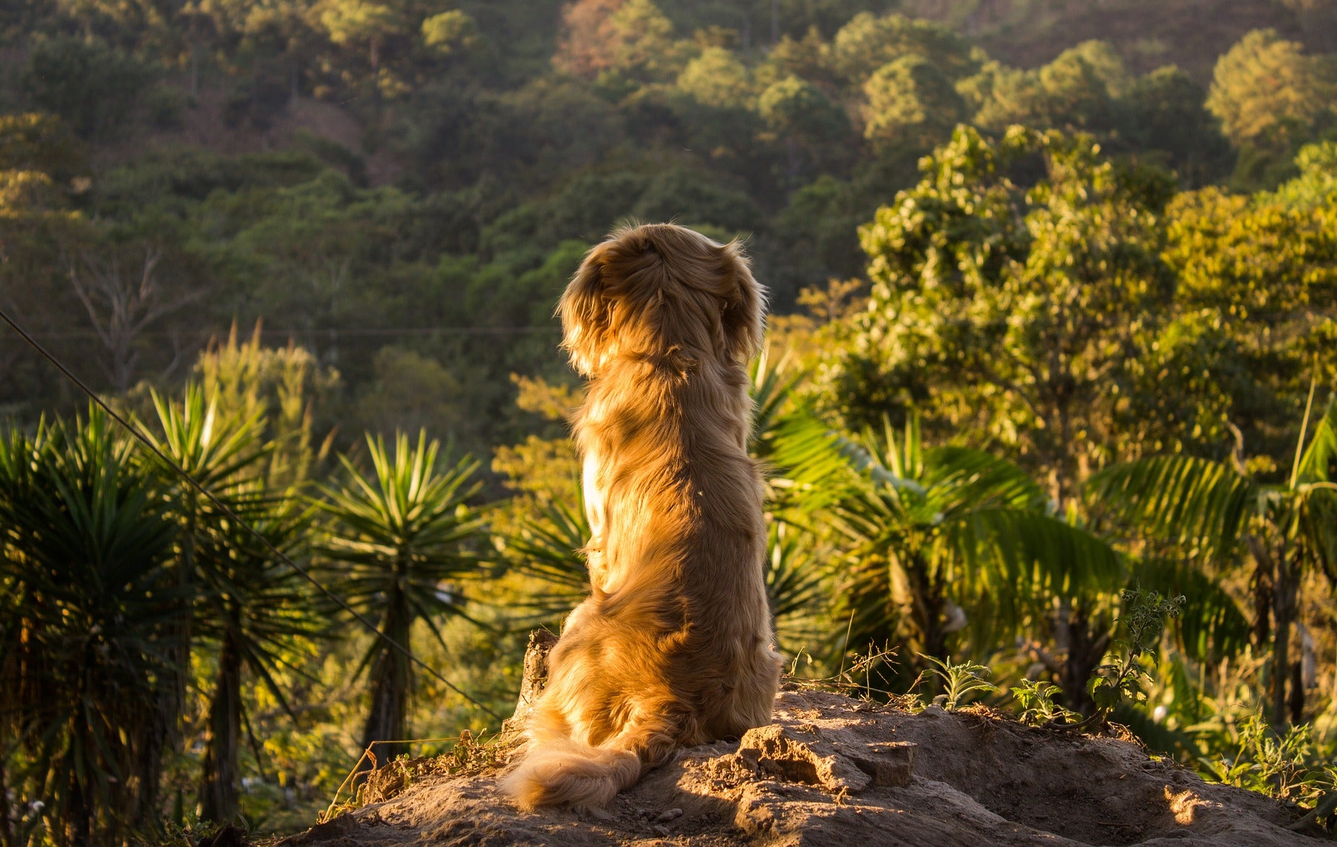 do dogs only poop once a day