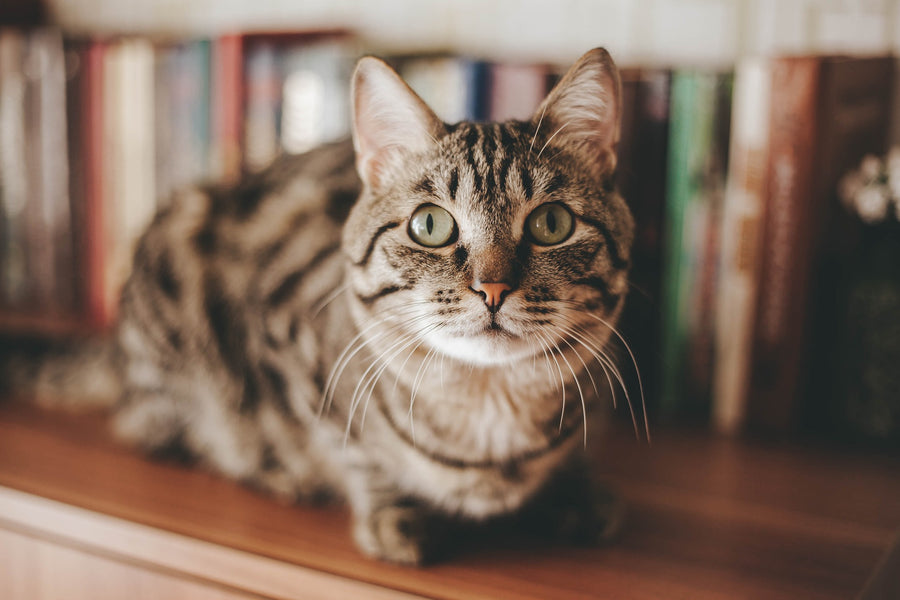 How Smart Are Cats? Instinct and Intelligence In Cats