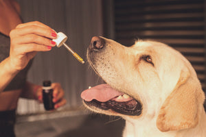 Is CBD Safe For Dogs?