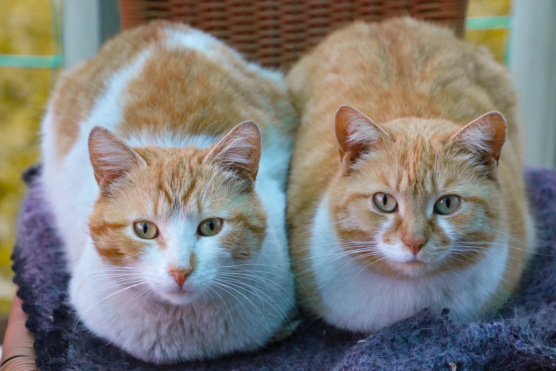 Are male cats softer than female cats?