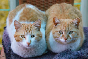 Male vs Female Cat