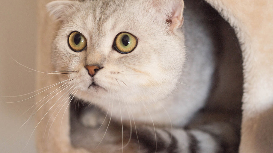 Anxiety in Cats: Meow, I am Nervous