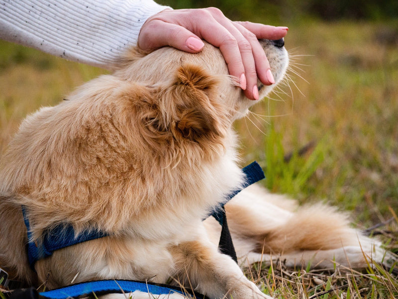 Petting Your Dog: Where, Why, and How