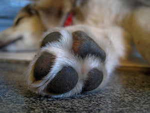 Protecting Your Dog's Paws During The Summer and Winter