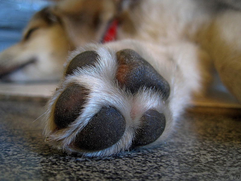 Protecting Your Dog’s Paws In The Summer and Winter