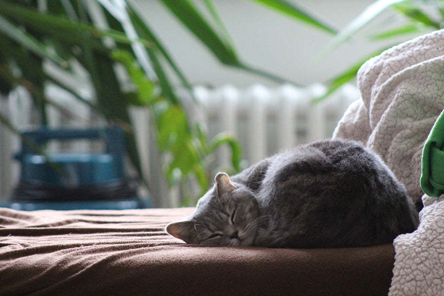 Should You Let Your Cat Sleep With You?