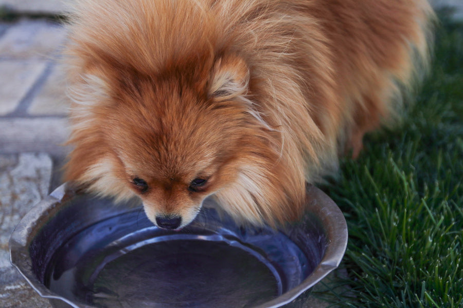 Water Requirement For Dogs: Quenching Your Dog's Thirst