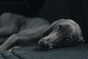 What Are The Signs That A Dog Is In Pain?