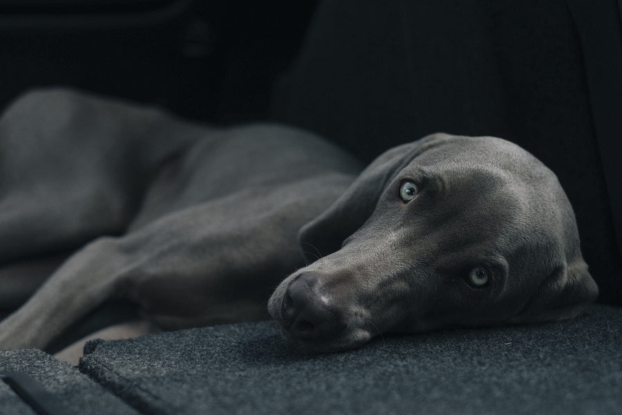 What Are The Signs That A Dog Is In Pain?