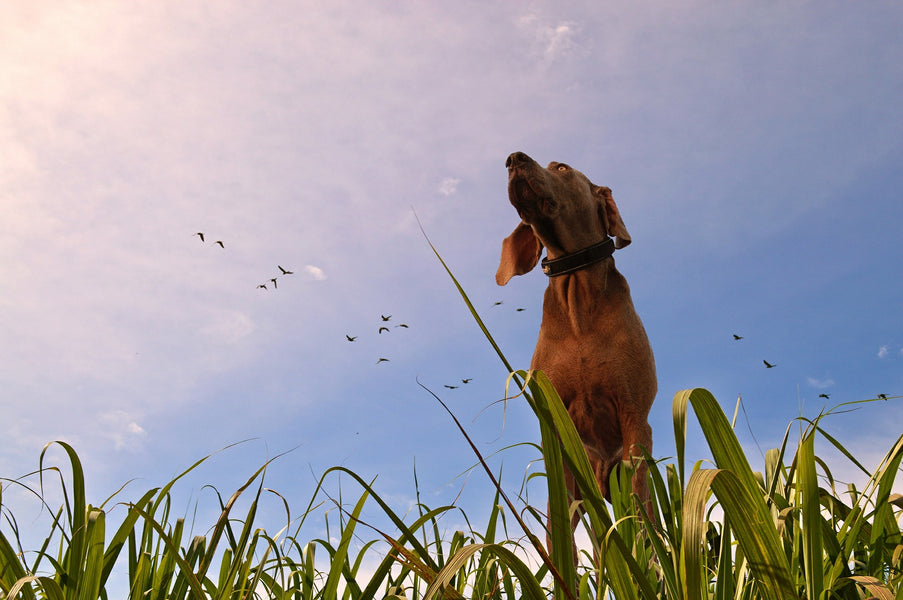 What Is A Bird Dog?