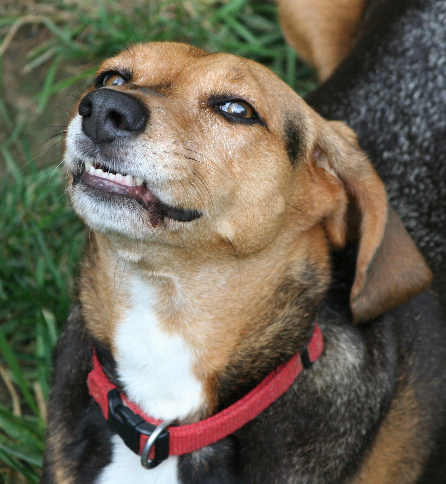 Growl collar clearance