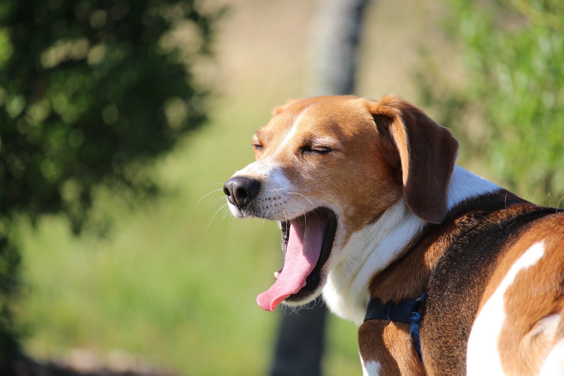 Dog threw up undigested food 12 hours outlet later