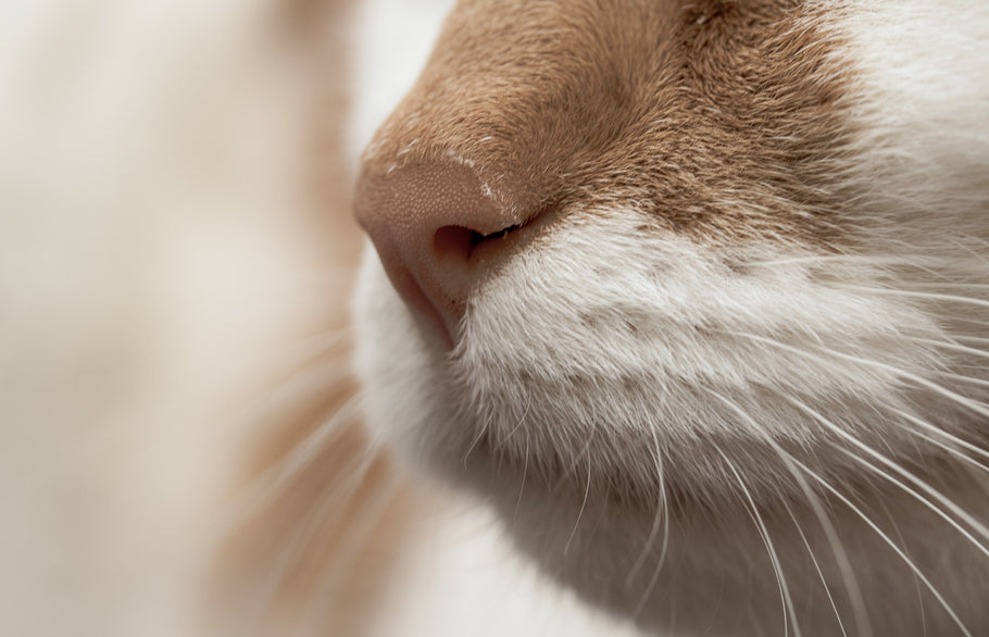 Why Do Cats Have Wet Noses?
