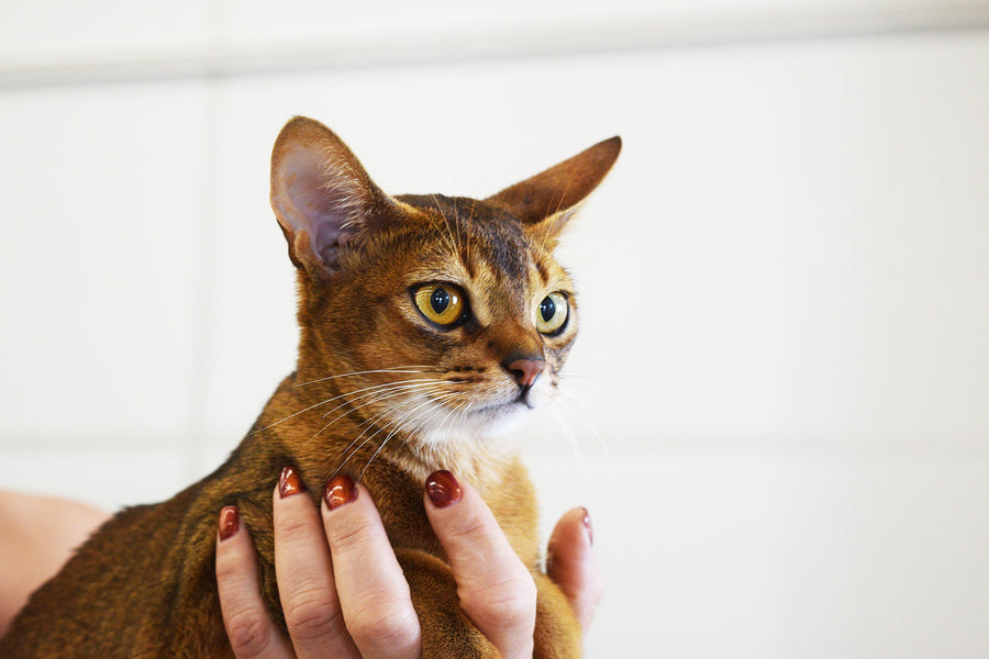 Cat Fostering: My Experience and Q&A