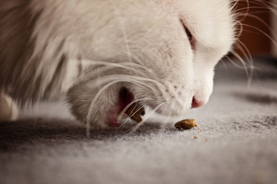 Cat Diet: Wet Food vs. Dry Food