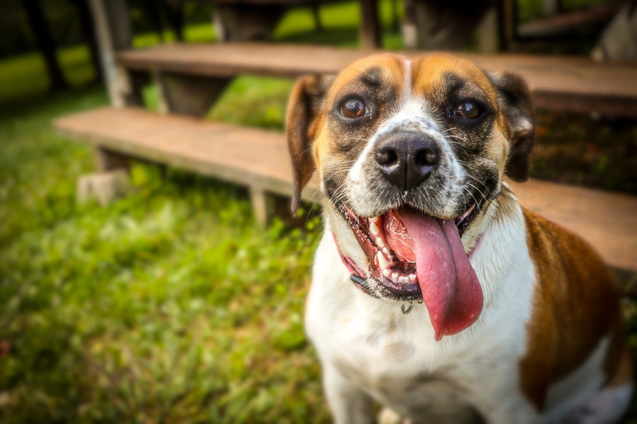 Are Dogs' Mouths Cleaner Than Humans?