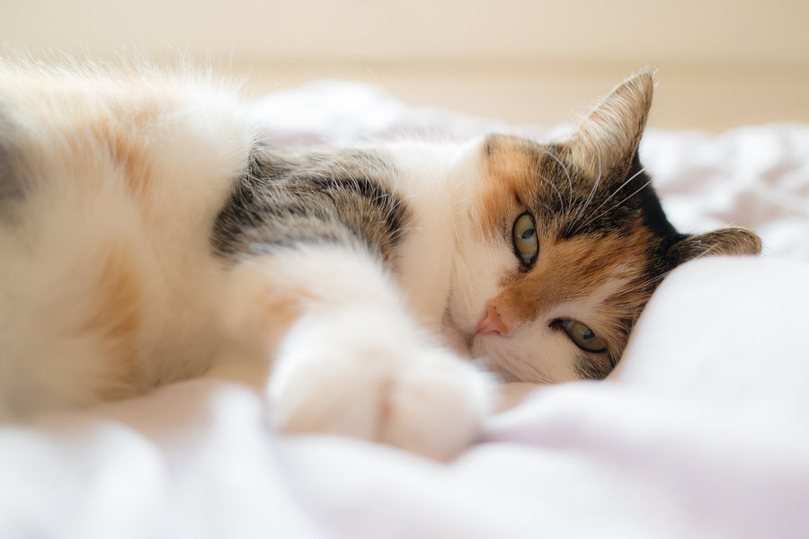 Cat Pregnancy: An Overview