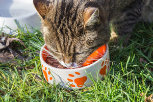 Cat Food and Diet Petozy