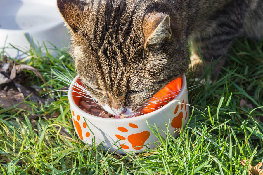 Cat Food and Diet: Researching the Cat Munchies