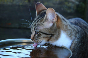 Cat Water Requirement Petozy