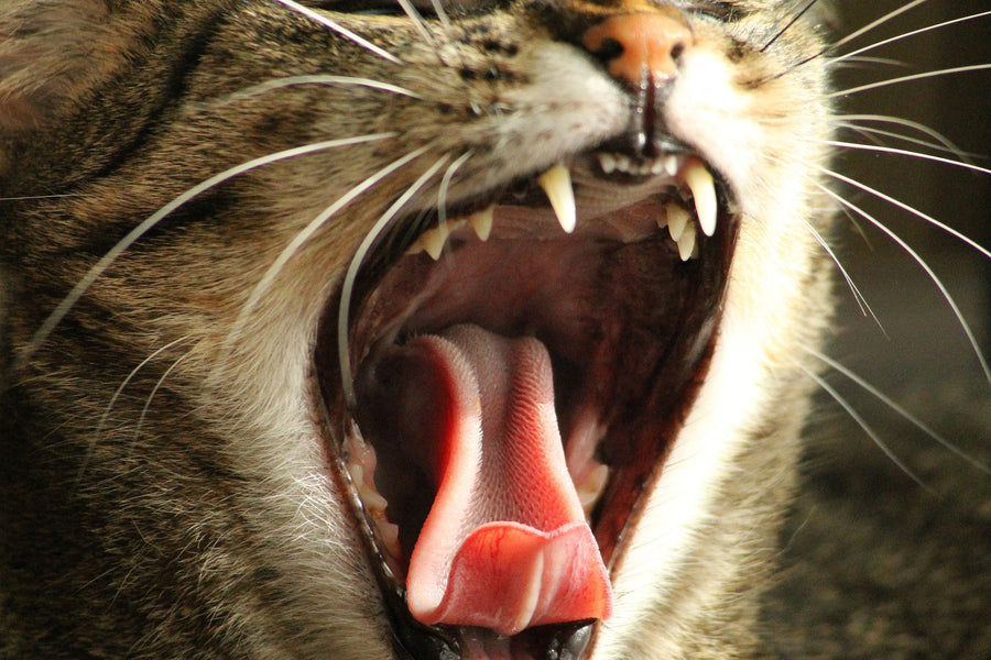 Cat Teeth: An Overview