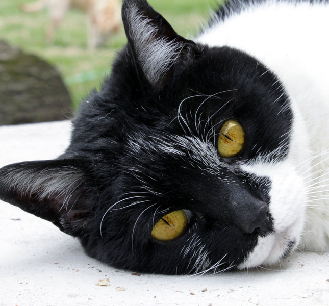 Arthritis in Senior Cats