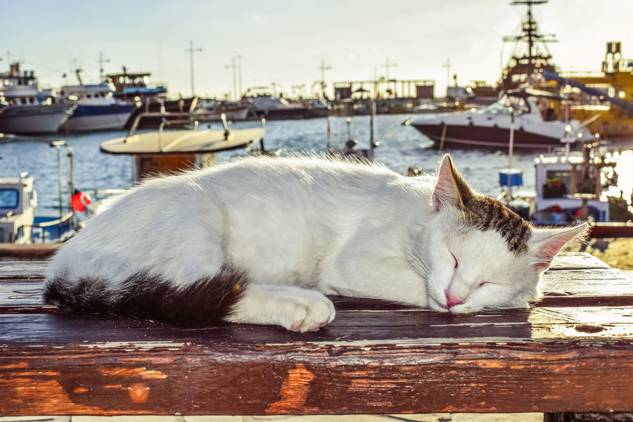 Cat Sleeping Habits: Catching Zs