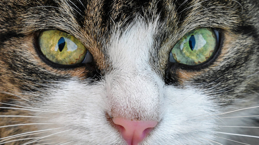 Cat Vision: Seeing with Cat Eyes
