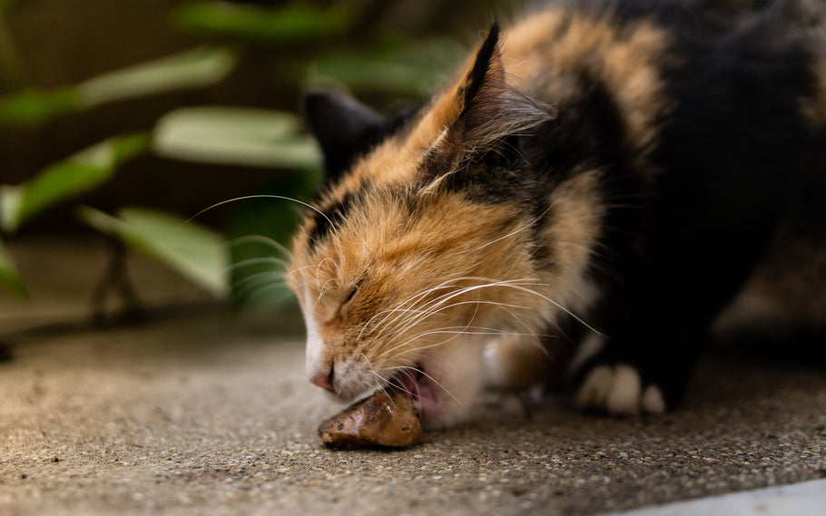 What Human Foods Can Cats Eat?