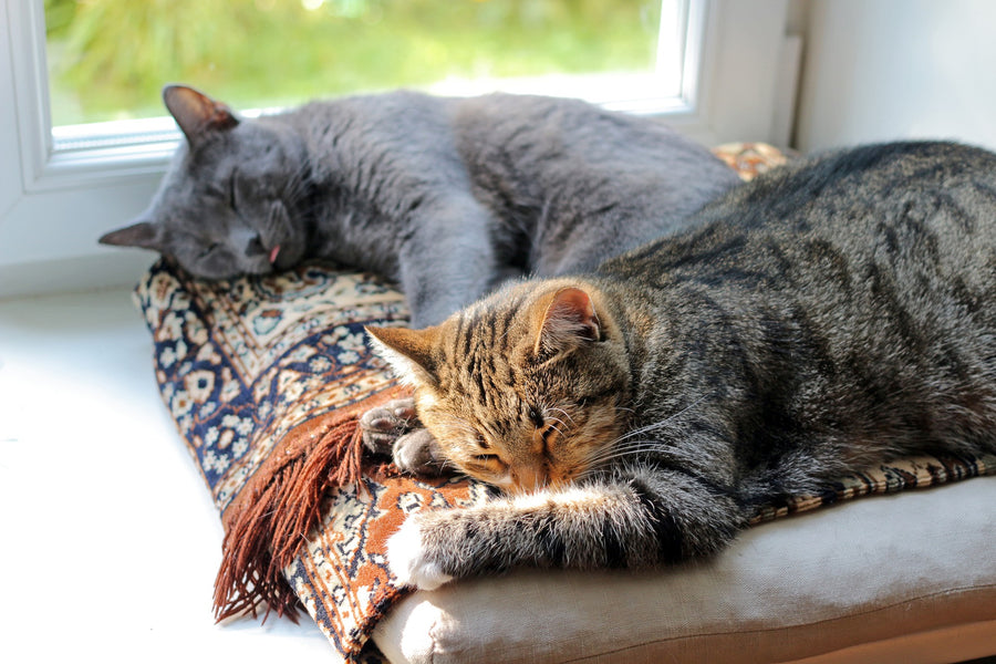 Cat Sitting: Options for Vacationing Pet Parents