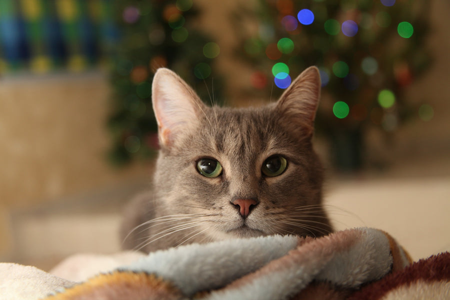 10 Reasons to Adopt a Cat This Holiday Season