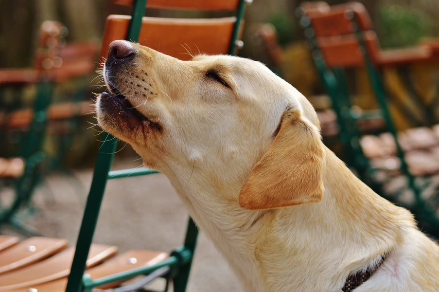 Why Do Dogs Howl?