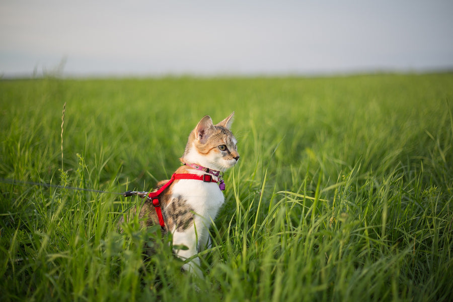 Walking Your Cat: How To Steps And Alternatives