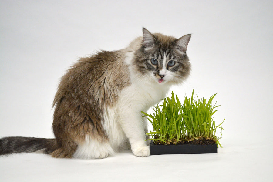 Why Do Cats Eat Grass? Plus Related Questions
