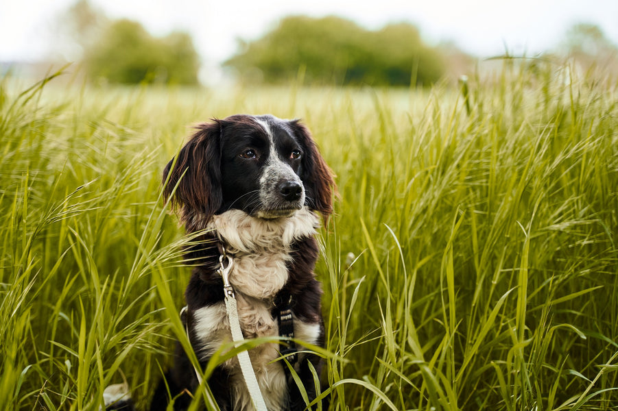 Why Do Dogs Eat Grass?